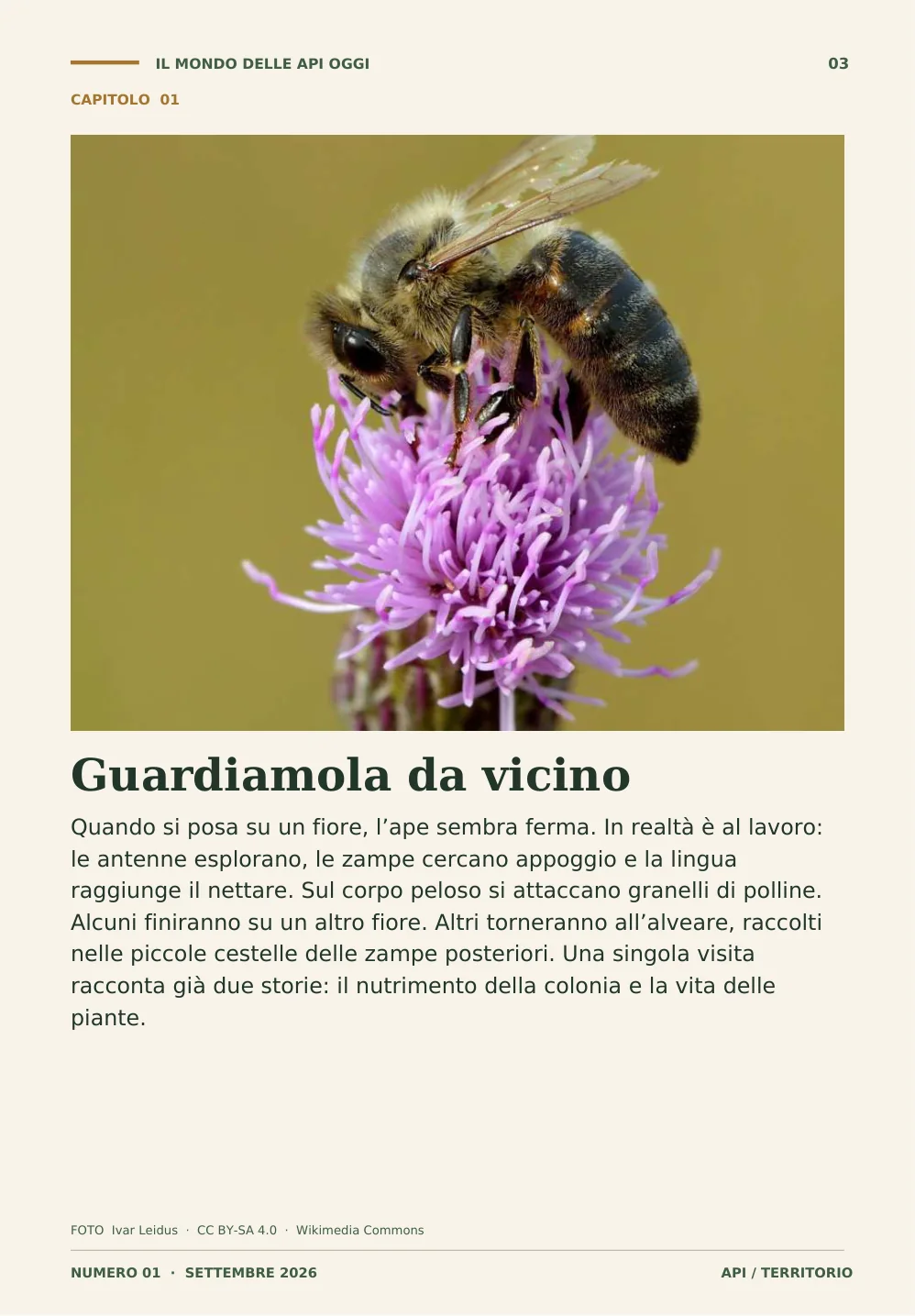 Api da vicino
